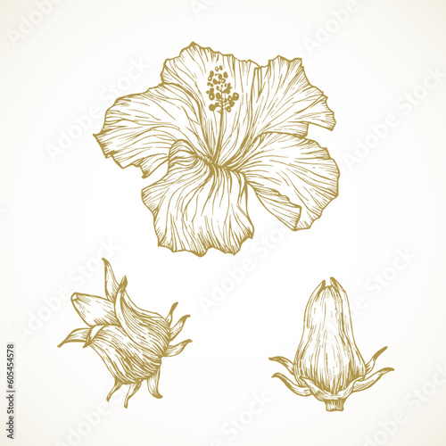 Hibiscus Sabdariffa Flowers Hand Drawn Doodle Vector Illustration. Floral Tropical Foliage Sketch Style Drawing Isolated