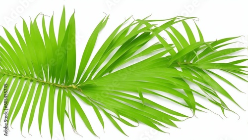 Green leaves of nipa palm or mangrove palm (Nypa fruticans) tropical evergreen plant isolated on white background, generative ai, 