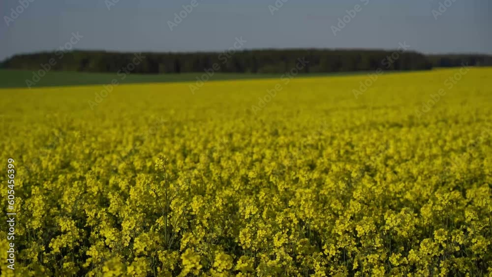 Blooming rapeseed field on a sunny day. Large field of flowering rapeseed or Canola oilseed. The focus moves smoothly over the entire depth of the image Blooming rapeseed field on a sunny day. Large field of flowering rapeseed or Canola oilseed. The focus moves smoothly over the entire depth of the image