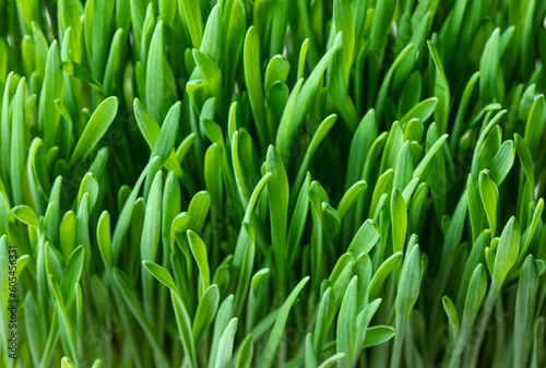 Fresh green wheat germ growing close up. Green grass background.