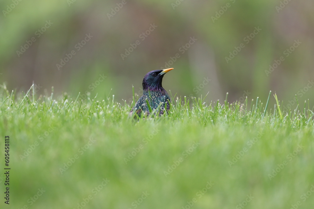A starling enjoying spring sunshine in the grass