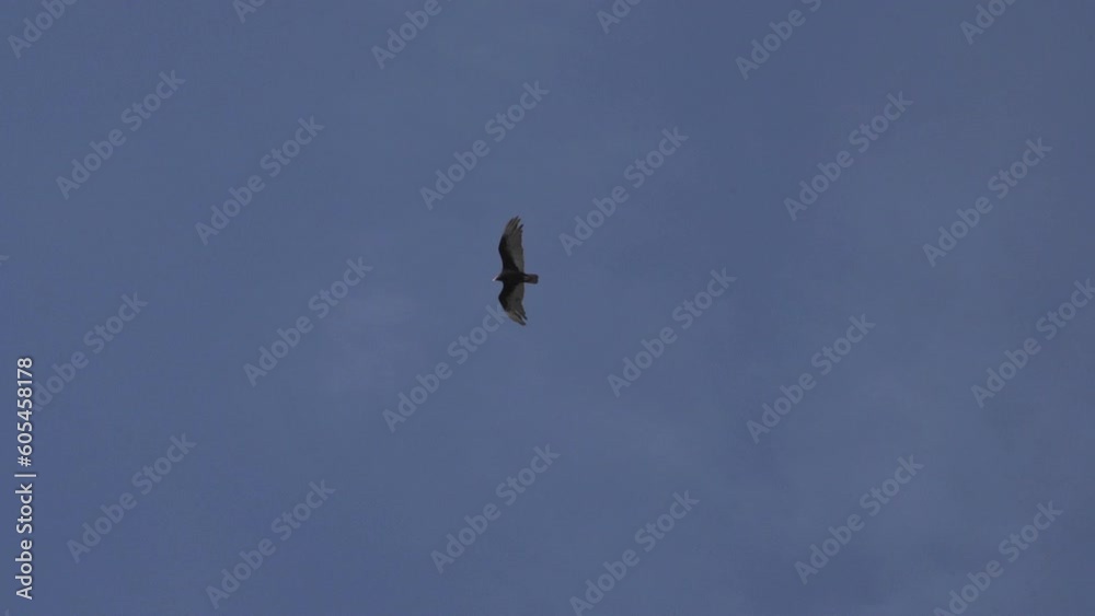 turkey vulture circling in the blue sky over Atacama desert. turkey vulture circling in the blue sky over Atacama desert.