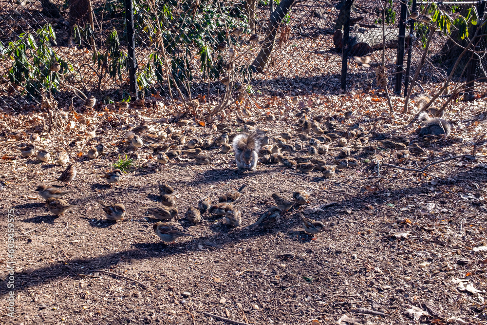 Birds and squirrels at Central Park in Manhattan, New York Birds and squirrels at Central Park in Manhattan, New York