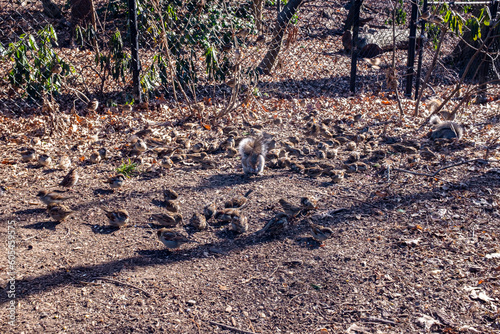 Birds and squirrels at Central Park in Manhattan, New York