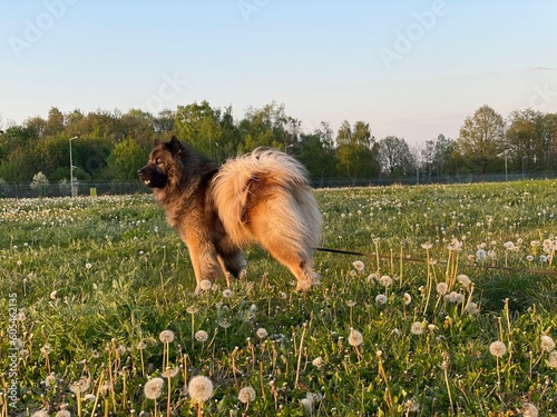 eurasier