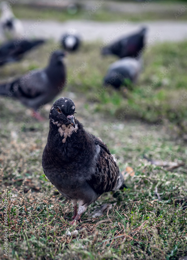 Obraz premium A large wild pigeon in the foreground and a lot of pigeons out of focus in the background. A flock of pigeons in the background and a large pigeon in the foreground are walking on the lawn.
