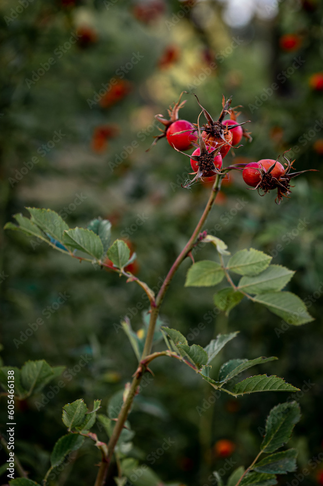 Red rosehip fruits hang on a branch among the foliage. Leaves and red fruits on the branches of a rosehip bush. Red rosehip fruits hang on a branch among the foliage. Leaves and red fruits on the branches of a rosehip bush.