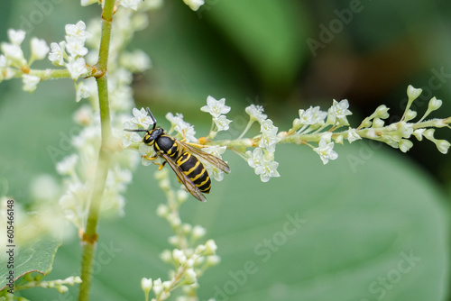 Yellow and Black Hornet Yellow Jacket Wasp Pollinates White Japanese Knot Weed Flowers in Macro Garden Nature Photo