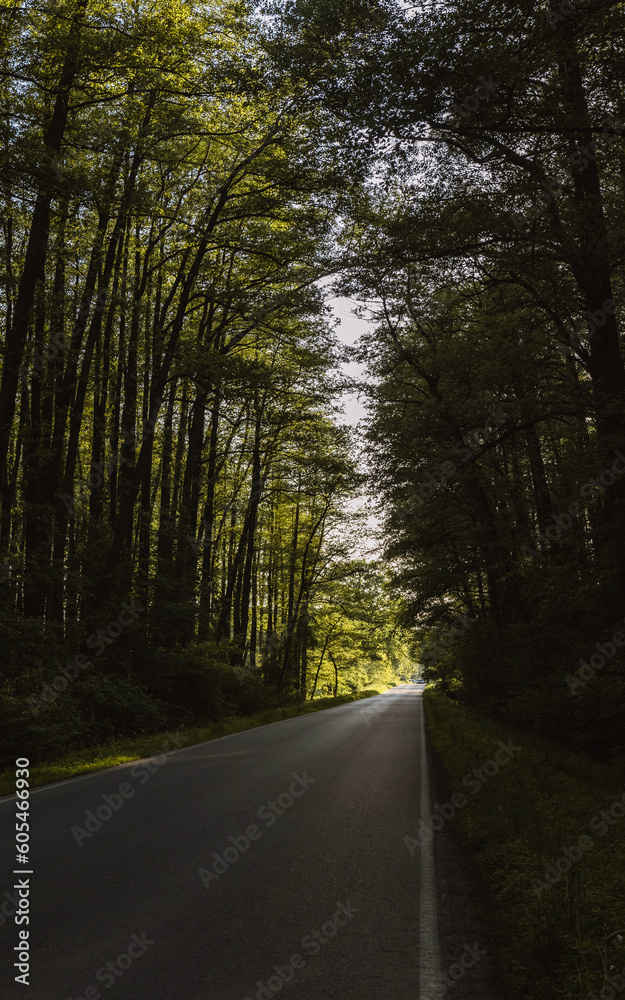 Fototapeta premium road in the woods