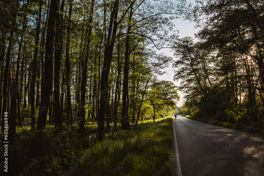 Fototapeta premium Road in the forest. Cyclist on the road.