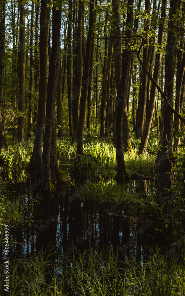 Reflection of trees in the water. Forest in the morning