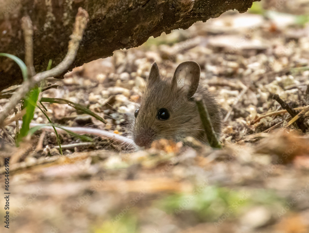 Cute and tiny brown little house mouse with big black eyes and big ears foraging around in the undergrowth looking for food Cute and tiny brown little house mouse with big black eyes and big ears foraging around in the undergrowth looking for food
