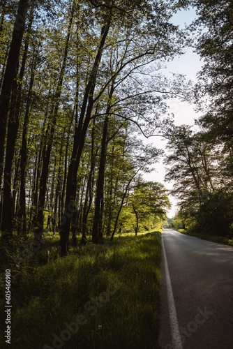 Road in the forest. Green woods.