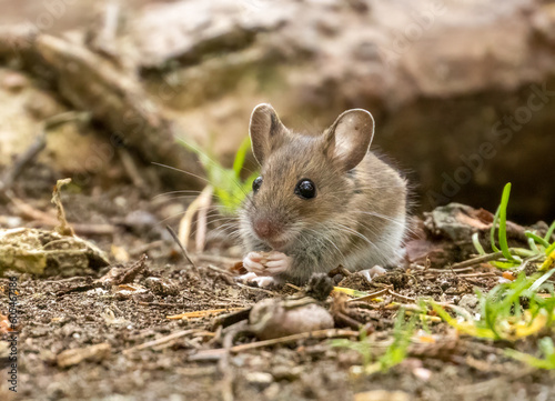 Cute and tiny brown little house mouse with big black eyes and big ears foraging around in the undergrowth looking for food