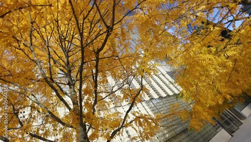 Autumn Majesty: Yellow Leaves and Urban Skyscrapers of New York