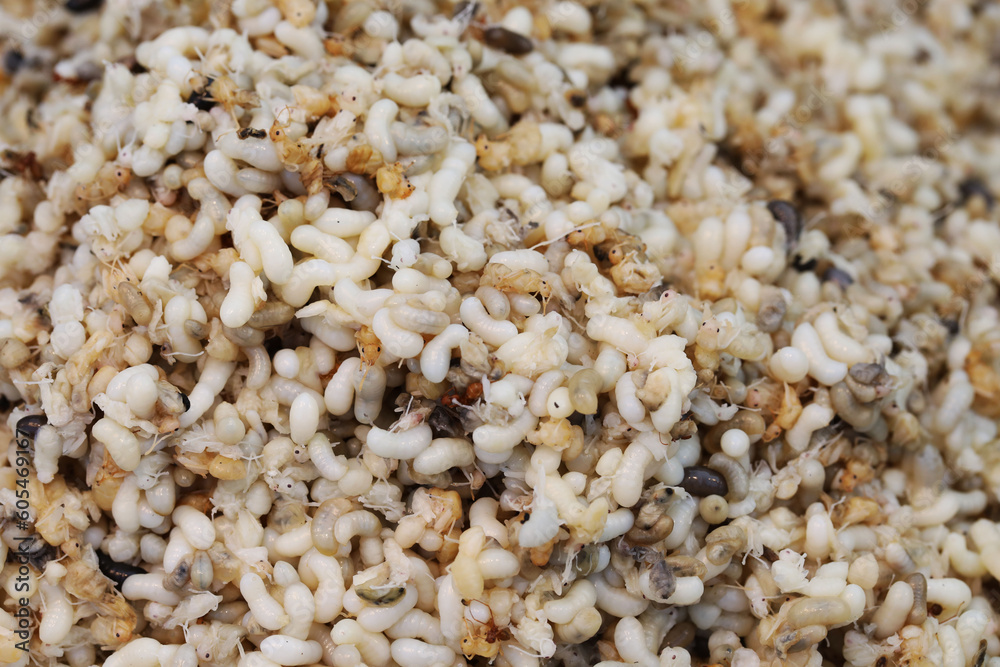 Red Ant eggs in Thai Northeastern Food Red Ant eggs in Thai Northeastern Food
