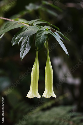 Dominican Bellflower (Cubanola domingensis) photo