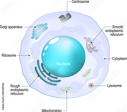 Cell organelles. Structure and anatomy of a animal cell.