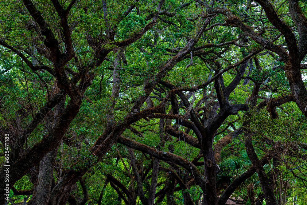 Tree Nature Forrest Tree Nature Forrest