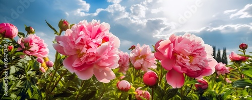 Blooming peonies and blue sky banner with copy space. Sunny day. Beautiful natural floral background. Generative AI.