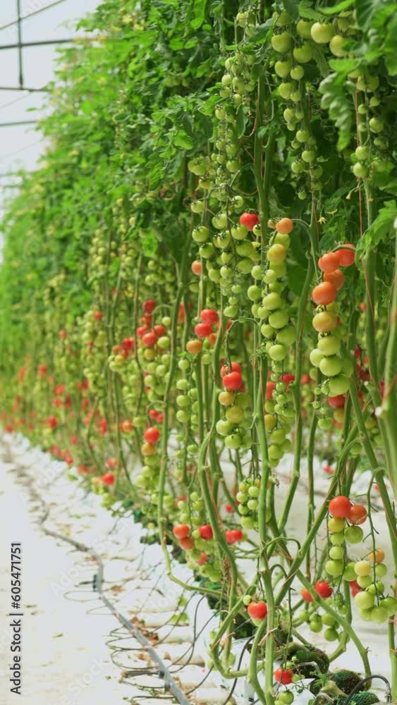 Tomatoes production in a greenhouse. - stock video Tomatoes production in a greenhouse. - stock video