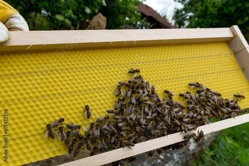 Beekeeper holding new wax foundation for Dadant hive frames, young bees building  beekeeping concept photo