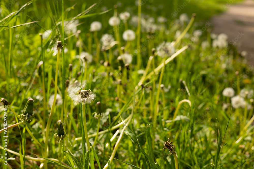 Fluffy dandelion in the grass.