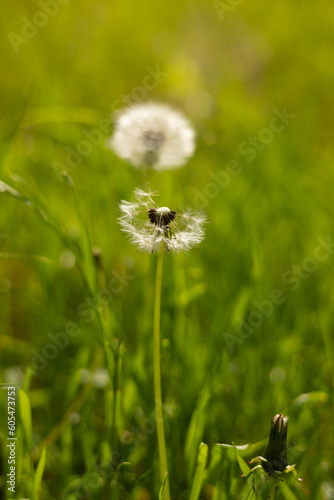 Fluffy dandelion in the grass.