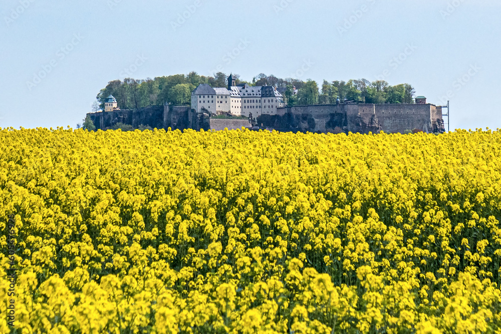 Festung Königstein mit Rapsfeld