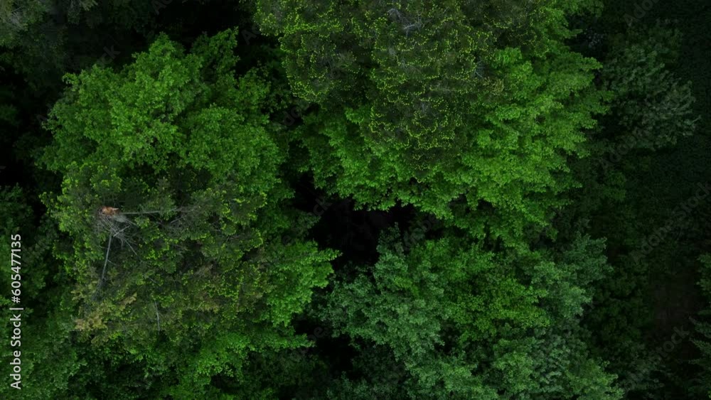 Top down view of beautiful summer various forest, woodland aerial shot. Drone fly over spruce trees and green treetops, colorful texture in nature. Flight over woods, natural background in motion Top down view of beautiful summer various forest, woodland aerial shot. Drone fly over spruce trees and green treetops, colorful texture in nature. Flight over woods, natural background in motion