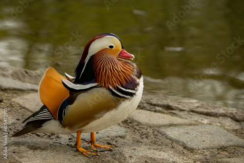 Mandarin duck in English Garden in Munchen.