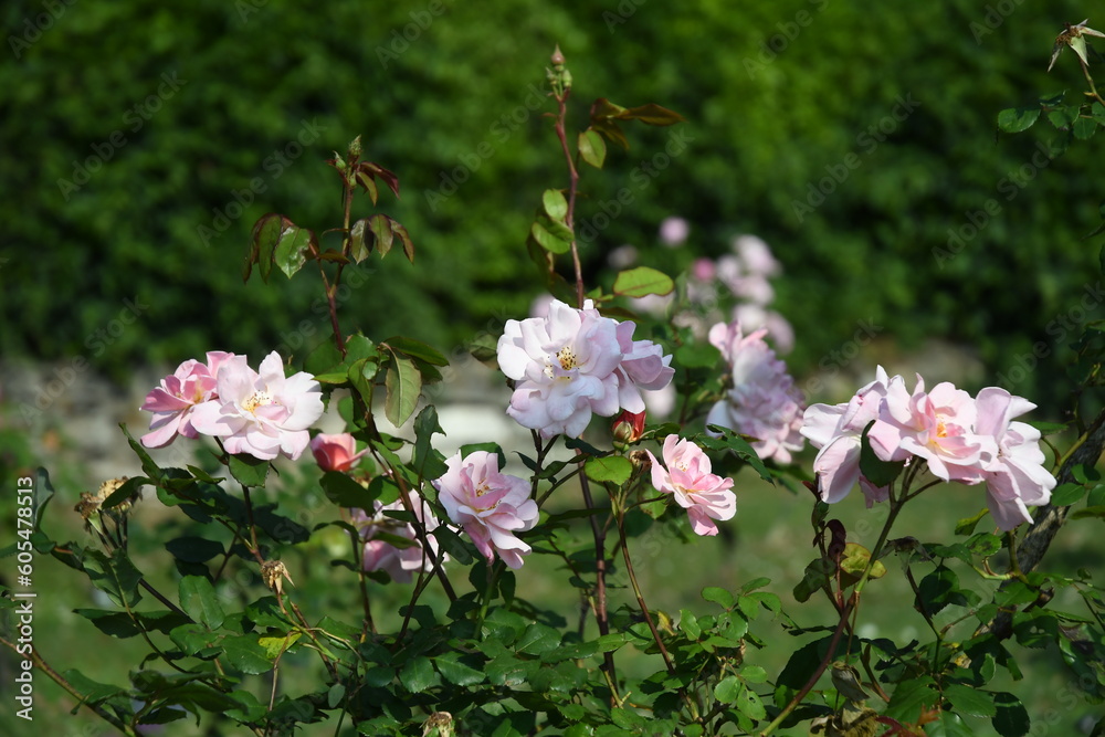 Fiori del giardino delle rose su Piazzale Michelangelo:Firenze Fiori del giardino delle rose su Piazzale Michelangelo:Firenze