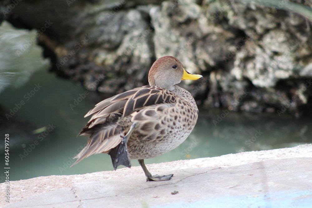 Fototapeta premium the little duck is preening