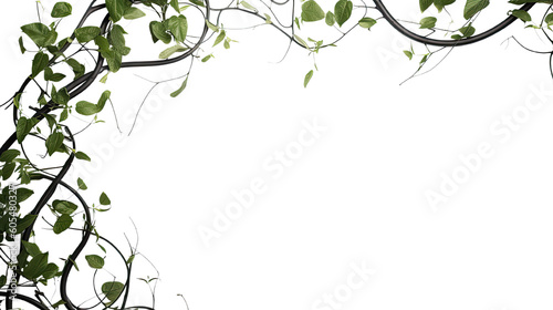 twisting vines as a frame border  isolated with copyspace