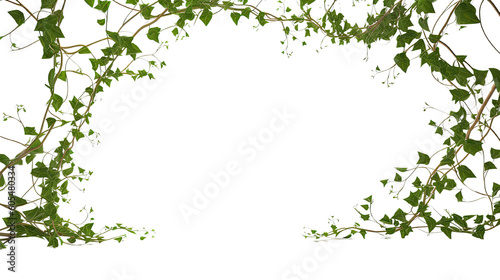 twisting vines as a frame border, isolated with copyspace