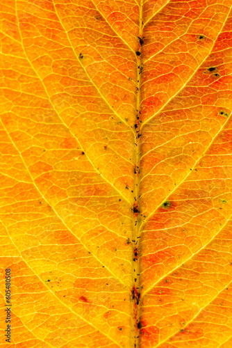 Closeup autumn fall extreme macro texture view of red orange wood sheet tree leaf glow in sun background. Inspirational nature october or september wallpaper. Change of seasons concept