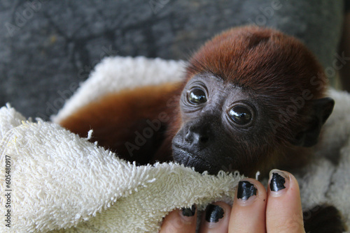 Photography a baby monkey with a girl
