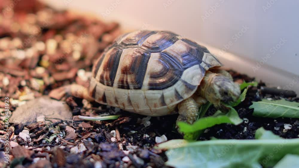 Marginated tortoise eats a leaf home pet - Testudo marginata Marginated tortoise eats a leaf home pet - Testudo marginata