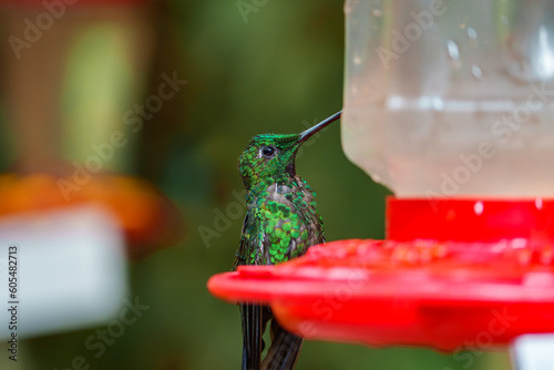 Green Hermit, Phaethornis guy, rare hummingbird from Costa Rica, green bird photo