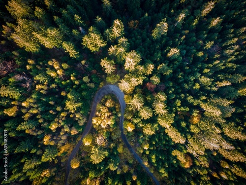 forest from above 