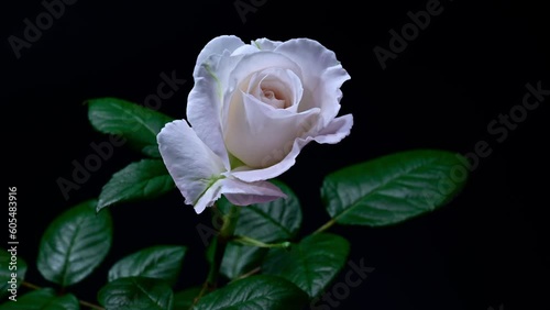 白いバラの開花　