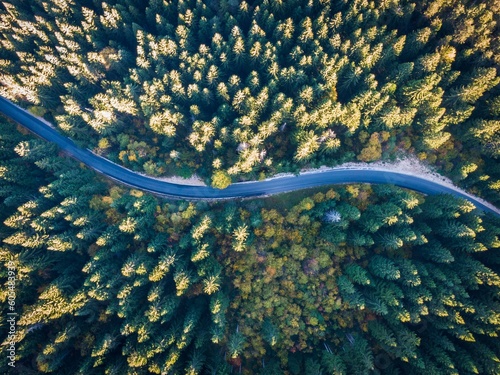 forest road