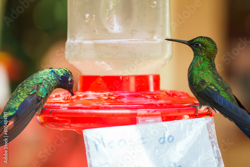 Green Hermit, Phaethornis guy, rare hummingbird from Costa Rica, green bird photo