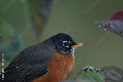American Robin closeup portrait