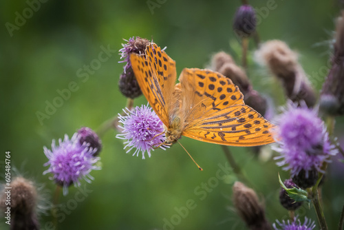A imperial coat closeup on a thistle at summer in saarland