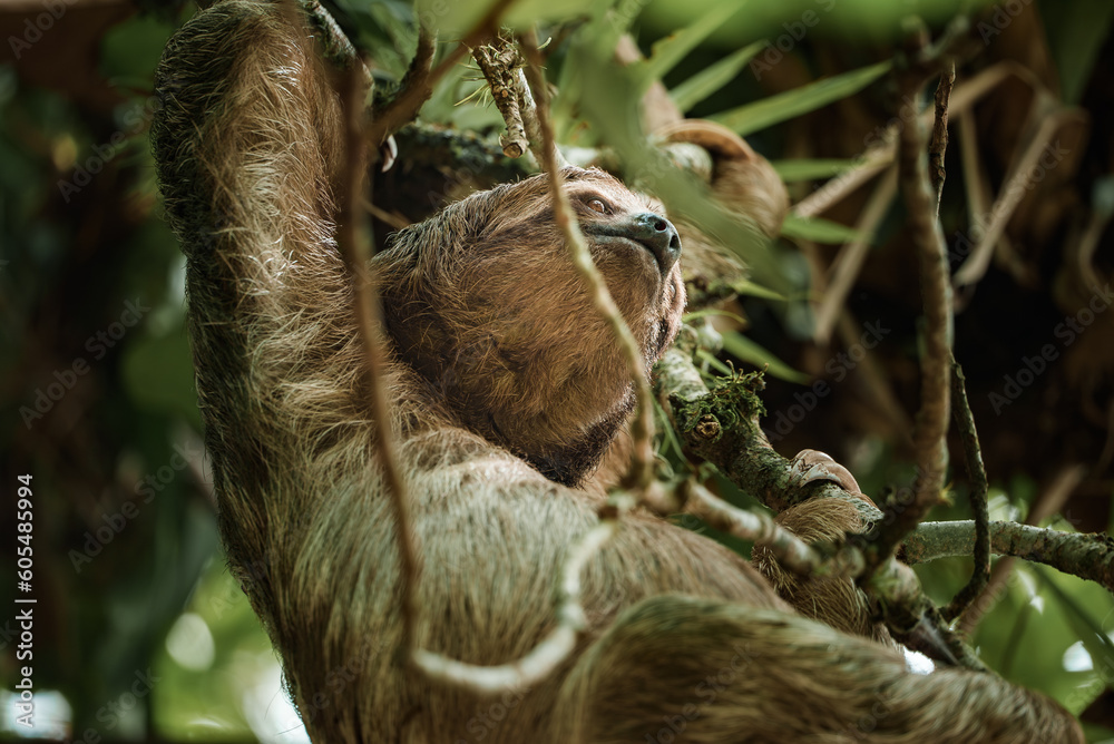 Fototapeta premium Cute sloth hanging on tree branch. Perfect portrait of wild animal in the Rainforest of Costa Rica scratching the belly, Bradypus variegatus, brown-throated three-toed sloth.