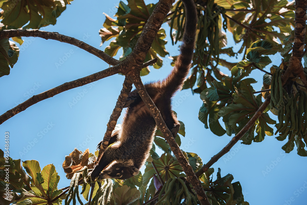 Whitenosed Coati, Nasua narica, green grass habitat National Park