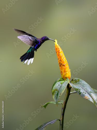 Violet sabrewing Hummingbird in flight collecting nectar from yellow flower on green background