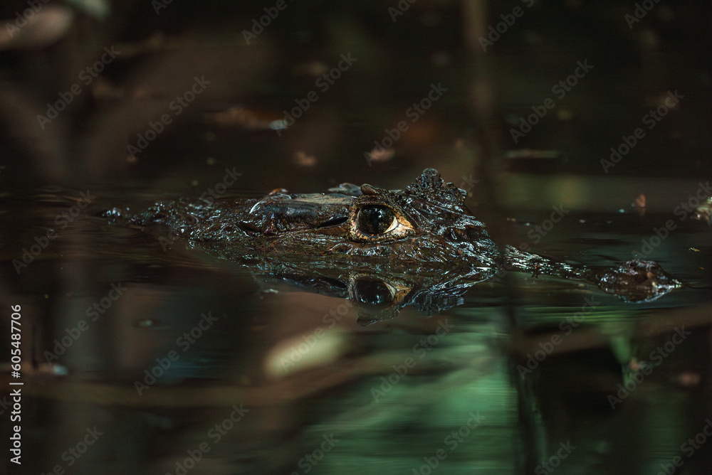 Caiman at Sarapiqui river close up view, Costa Rica wildlife. Caiman at Sarapiqui river close up view, Costa Rica wildlife.