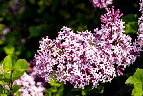 lilacs